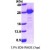 SDS-Page: PIST Protein [NBP1-40404] - GOPC, 21.5 kDa (198aa), confirmed by MALDI-TOF with a purity of 90% by SDS - PAGE